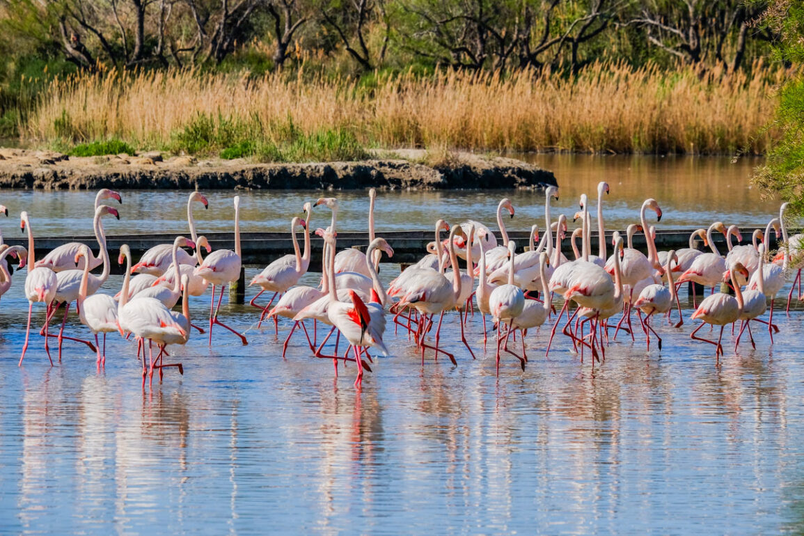 camargue france tours