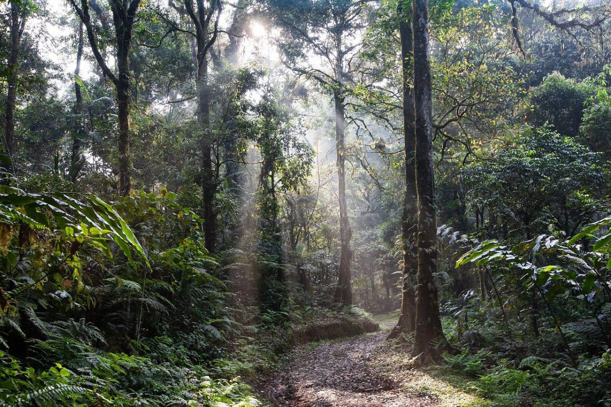forêt en Indonésie