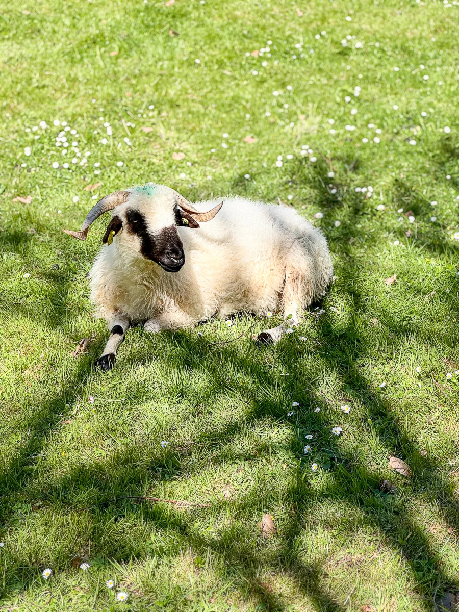 mouton basque près du château de Pau