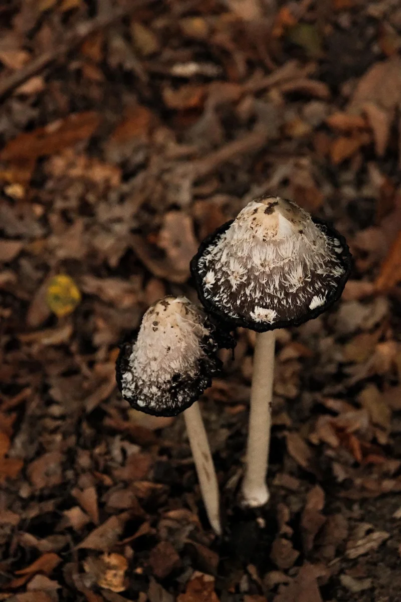 Coprins chevelus en sous-bois sur le domaine de la Hardouinais