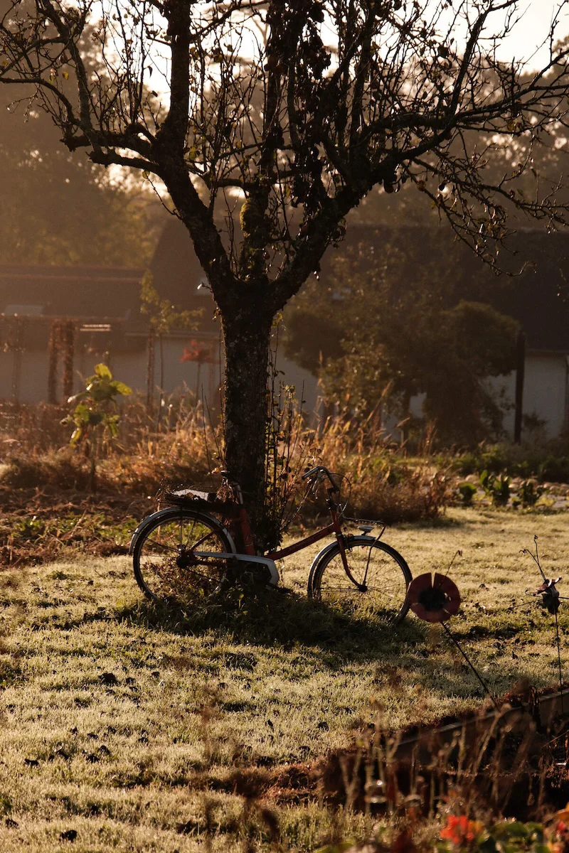 Potager du domaine d'Ar Duen au petit matin, vélo contre un pommier