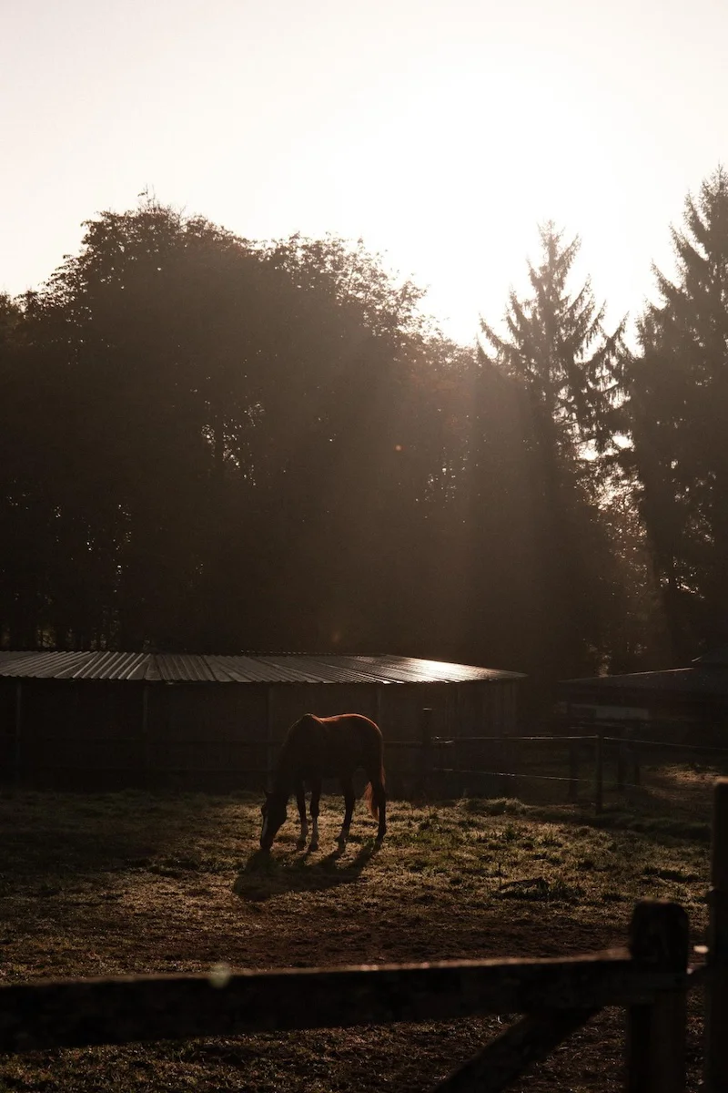 Cheval au pré dans le contre-jour matinal, haras du domaine